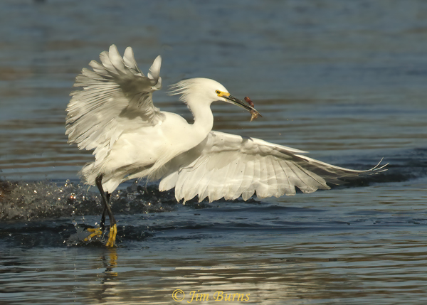Snowy Egret with piece of fish stolen from cormorant--2904