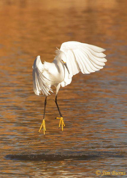 Snowy Egret dropping onto a submerged cormorant to steal fish--5150