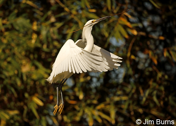 Snowy Egret with nesting material 6696