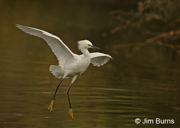 Snowy Egret coming to roost