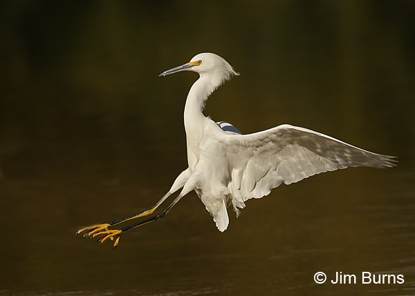 Snowy Egret dropping in