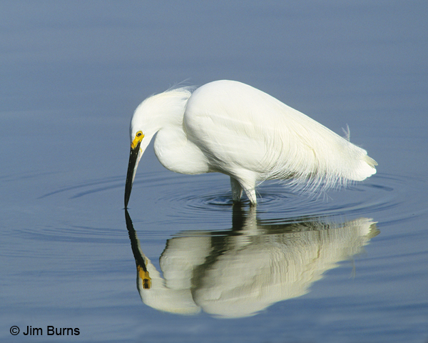 Snowy Egret reflections