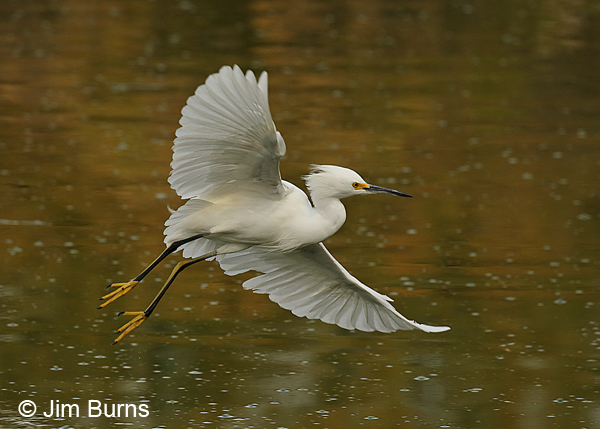 Snowy Egret showing off two-toned legs