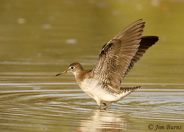 Solitary Sandpiper wingstretch after landing--7381