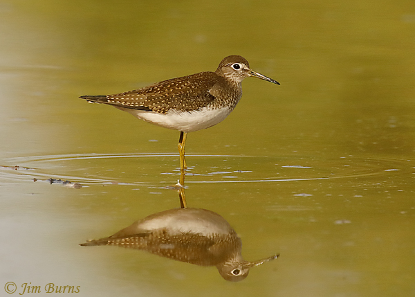 Solitary Sandpiper reflections--7423