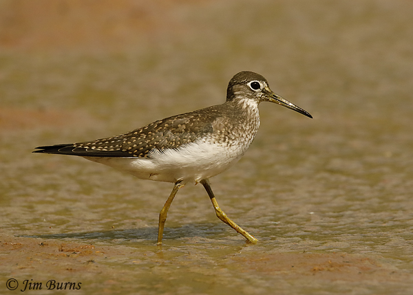 Solitary Sandpiper juvenile showing buffy spotting--7455