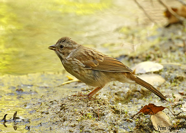 Song Sparrow fledgling--0002