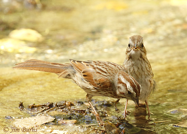 Song Sparrow parent teaching fledgling to look for food--0008