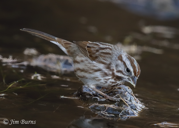Song Sparrow with Caddisfly larval case #6--1665