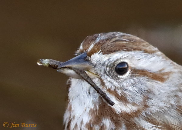 Song Sparrow with Caddisfly larval case close-up--1714