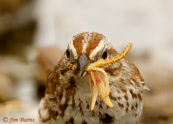 Song Sparrow with Mayflies close-up--2588