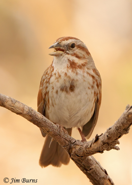 Song Sparrow singing on territory--2633