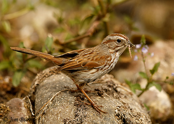 Song Sparrow with insect--2716
