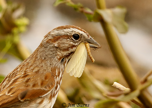 Song Sparrow with Mayfly--2782