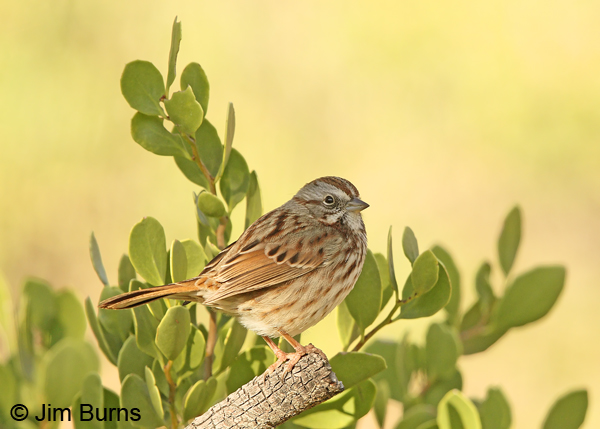 Song Sparrow in chaparral