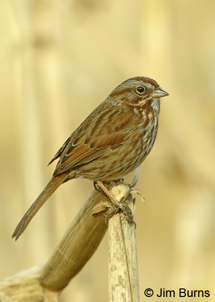 Song Sparrow in reeds