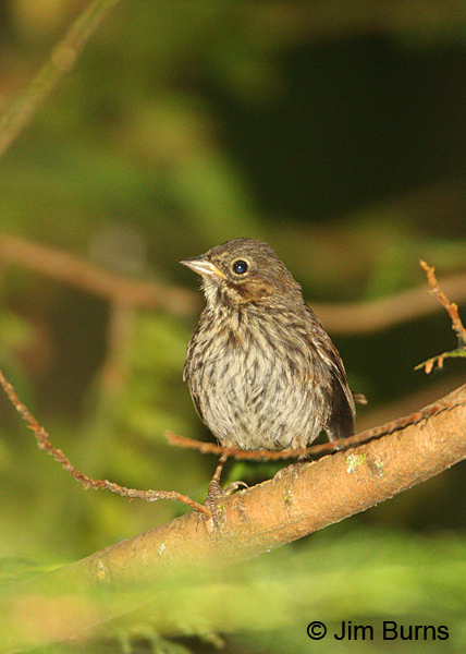 Song Sparrow juvenile