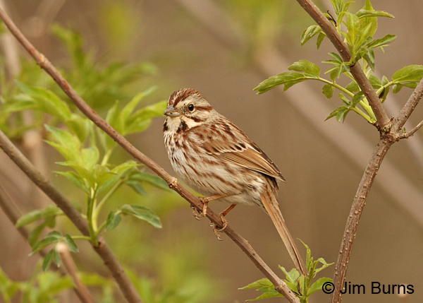 Song Sparrow melodia race