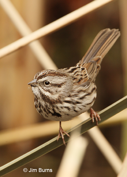 Song Sparrow pusillula race