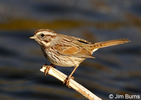 Song Sparrow saltonis race