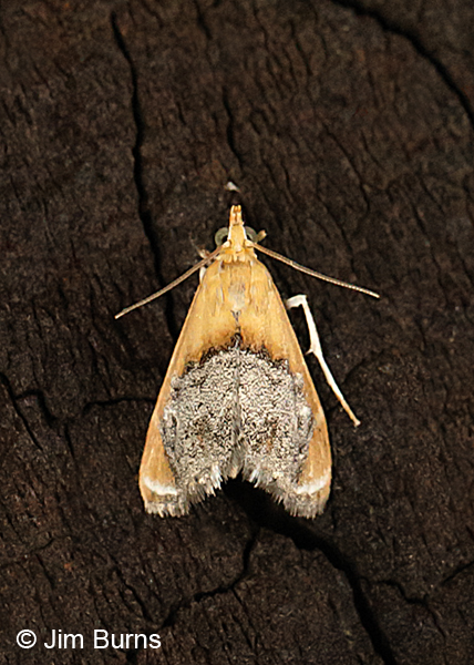 Sooty-winged Chalcoela Moth, Arizona
