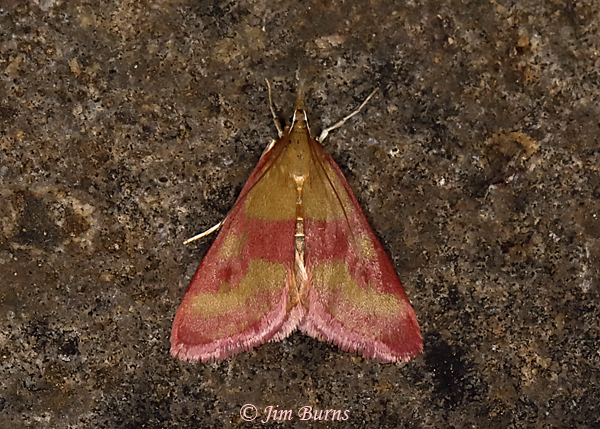 Southern Purple Mint Moth, Arizona--1450