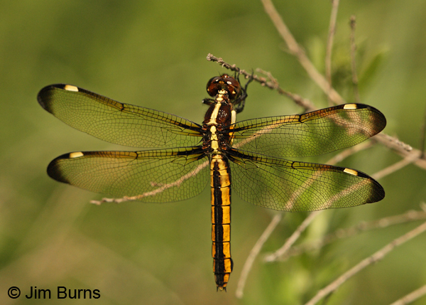 Spangled Skimmer female, Montgomery Co., AR, May 2013