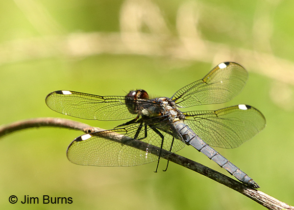 Spangled Skimmer male, Gaston Co., NC, May 2017