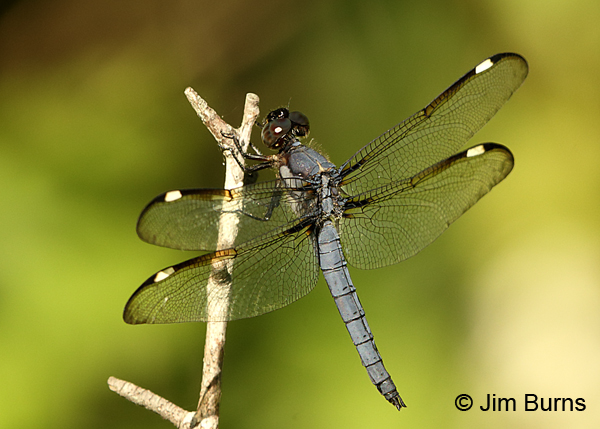 Spangled Skimmer male, Montgomery Co., NC, May 2017