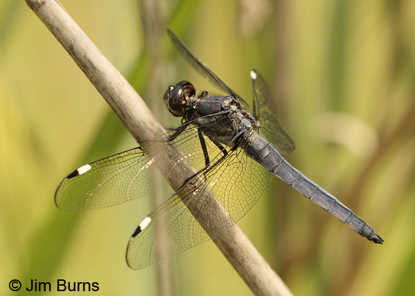 Spangled Skimmer male, Montgomery Co., AR, May 2013