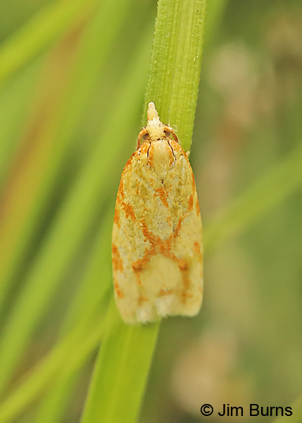 Sparganothis Fruitworm Moth, Arkansas