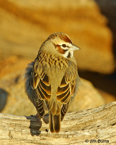Lark Sparrow adult dorsal view
