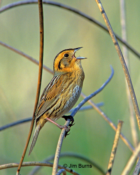 Nelson's  Sparrow singing