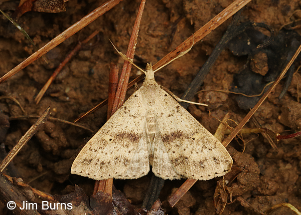 Speckled Renia Moth, Arkansas