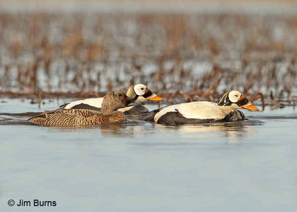Spectacled Eider flock on water