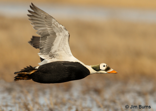 Spectacled Eider male in flight