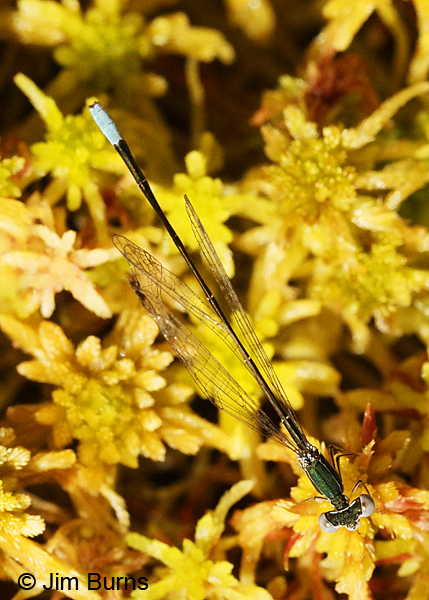 Sphagnum Sprite male dorsal view, Oneida Co.,WI, June 2014