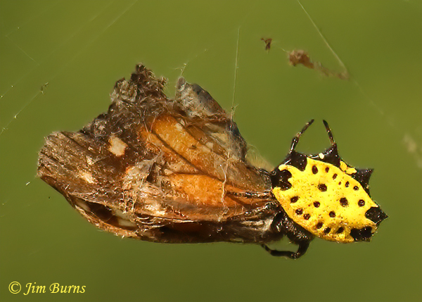 Spinybacked Orbweaver, dorsal view, with American Snout, TX--1690