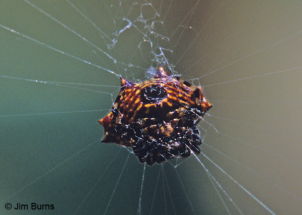 Spinybacked Orbweaver female ventral view, TX--3000