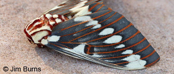 Splendid Royal Moth forewing detail, Arizona