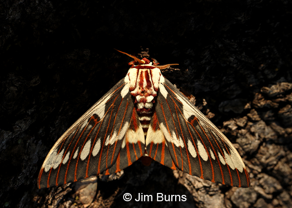 Splendid Royal Moth male, Arizona