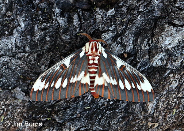 Splendid Royal Moth on tree, Arizona