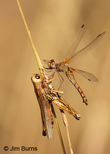 Spot-winged Meadowhawk female with grasshopper, Cochise Co., AZ, October 2012