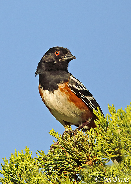 Spotted Towhee male in evergreen--2731