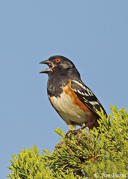 Spotted Towhee male singing--2737