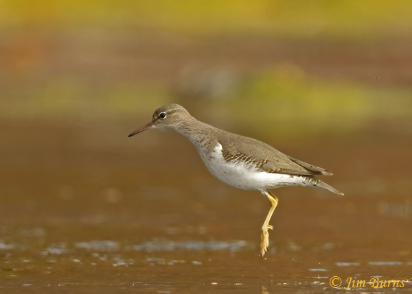 Spotted Sandpiper liftoff--1051