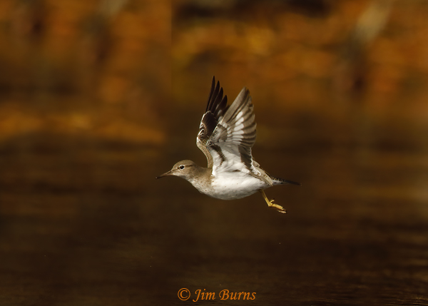 Spotted Sandpiper in flight ventral wing--2324