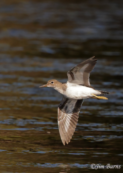 Spotted Sandpiper banking--7995