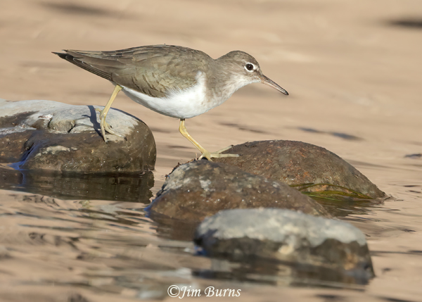 Spotted Sandpiper winter, on a mission--8230
