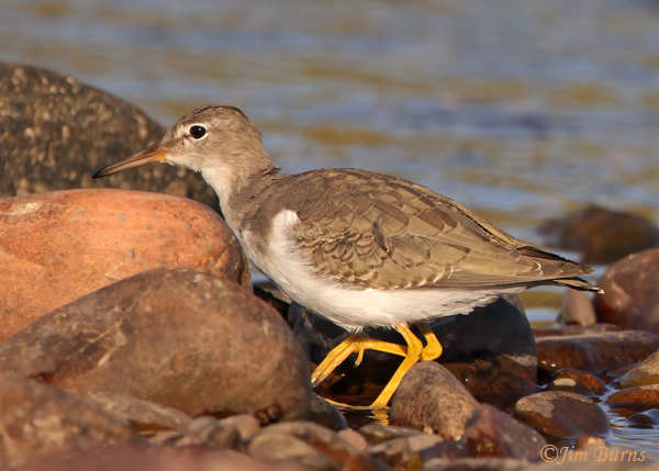 Spotted Sandpiper winter, foraging in rocks--8243
